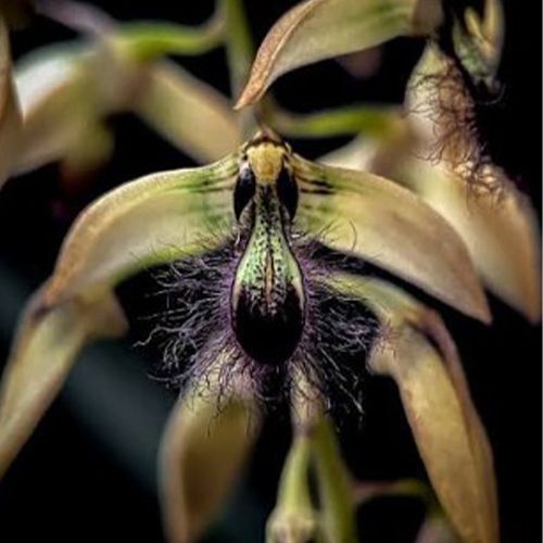 Bulbophyllum wibowoajii con flores exóticas de sépalos alargados en tonos púrpura y amarillo.