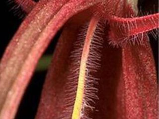 Detalle de flor de Bulbophyllum masonii con sépalos púrpura y labelo móvil.