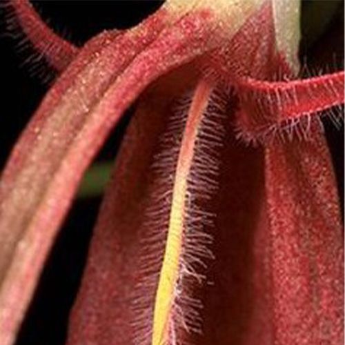 Detalle de flor de Bulbophyllum masonii con sépalos púrpura y labelo móvil.