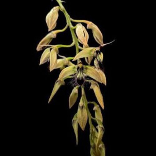 Bulbophyllum wibowoajii - Imagen 2