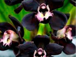 Cymbidium Kiwi Midnight Geyserland de flores burdeos oscuro
