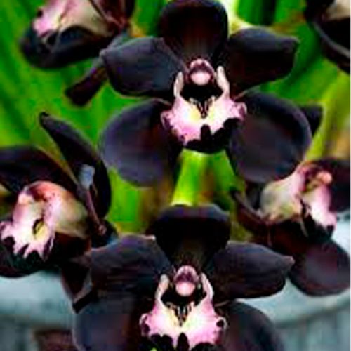 Cymbidium Kiwi Midnight Geyserland de flores burdeos oscuro