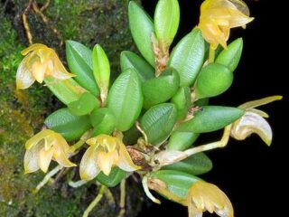 ulbophyllum mutabile en flor, pequeña orquídea botánica del Sudeste Asiático