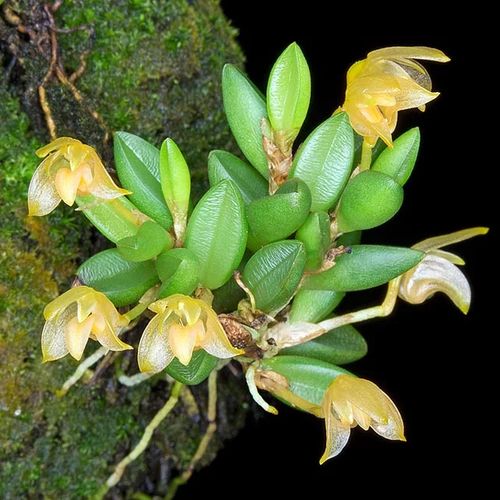 ulbophyllum mutabile en flor, pequeña orquídea botánica del Sudeste Asiático