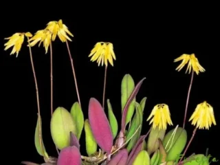 Bulbophyllum purpurascens en flor, orquídea botánica miniatura con hojas púrpuras y flores amarillas