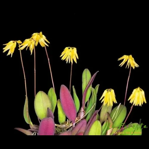 Bulbophyllum purpurascens en flor, orquídea botánica miniatura con hojas púrpuras y flores amarillas