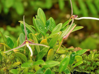 Bulbophyllum dolichoglottis en flor, orquídea botánica miniatura de Nueva Guinea.