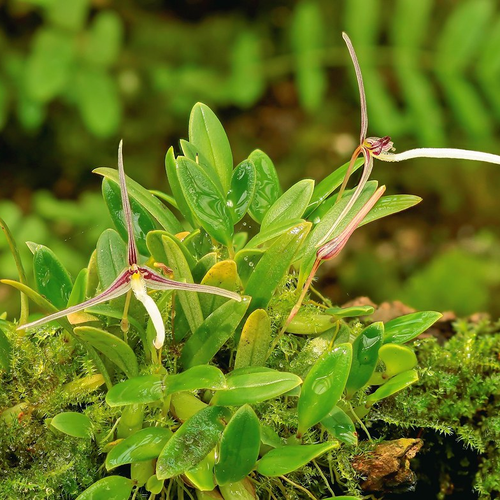 Bulbophyllum dolichoglottis en flor, orquídea botánica miniatura de Nueva Guinea.