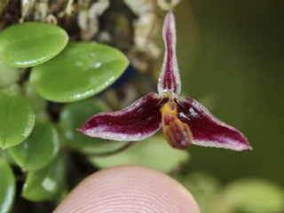 Flor de Bulbophyllum alkmaarense, orquídea botánica miniatura de Nueva Guinea.