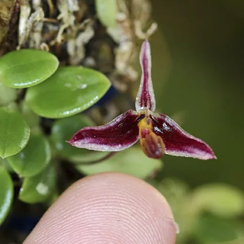 Flor de Bulbophyllum alkmaarense, orquídea botánica miniatura de Nueva Guinea.