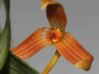 Bulbophyllum cernuum bloom, close-up
