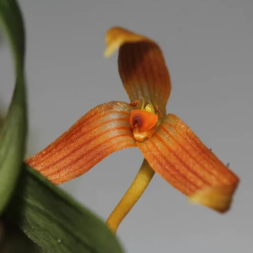 Bulbophyllum cernuum bloom, close-up