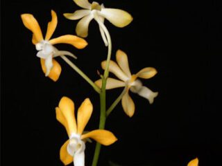 Flores amarillas y anaranjadas de Vanda Joannah’s Delight