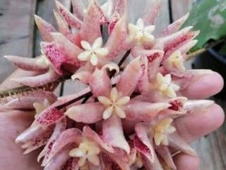 Hoya undulata ‘Red Splash’ con hojas onduladas y splash plateado