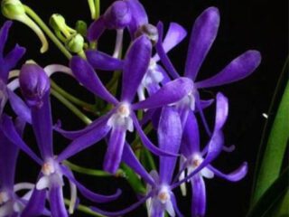 Flores violetas de Vanda Charm 'Blue Star' × Seidenfadenia mitrata