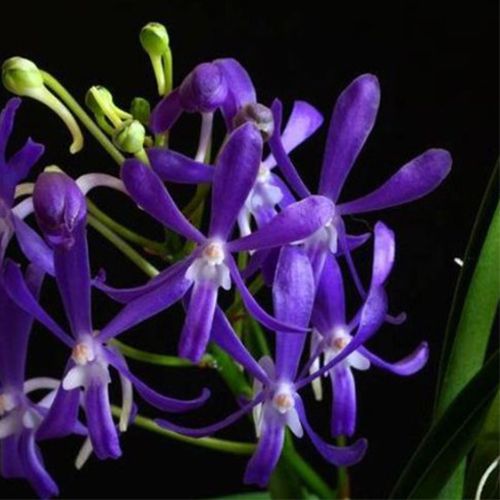 Flores violetas de Vanda Charm 'Blue Star' × Seidenfadenia mitrata