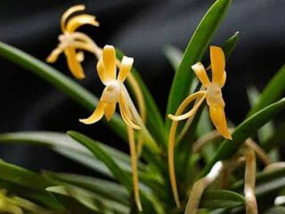 Vanda falcata Kibana con flores amarillas